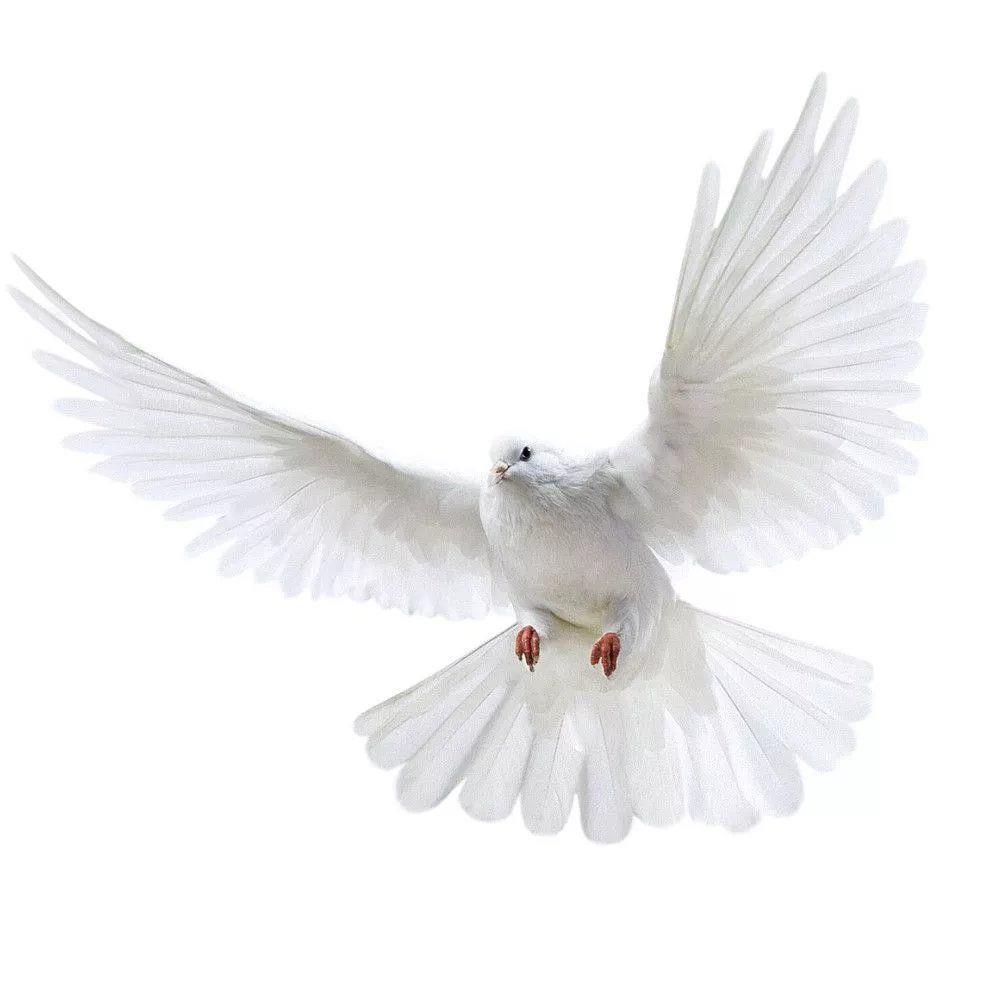 Наклейки на стену Peace Dove д – обзор и цена Home Bathroom Gadgets