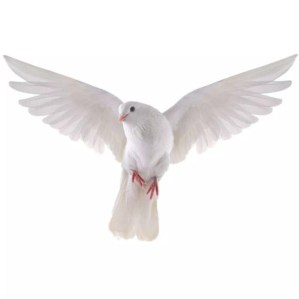 Наклейки на стену Peace Dove д – обзор и цена Home Bathroom Gadgets